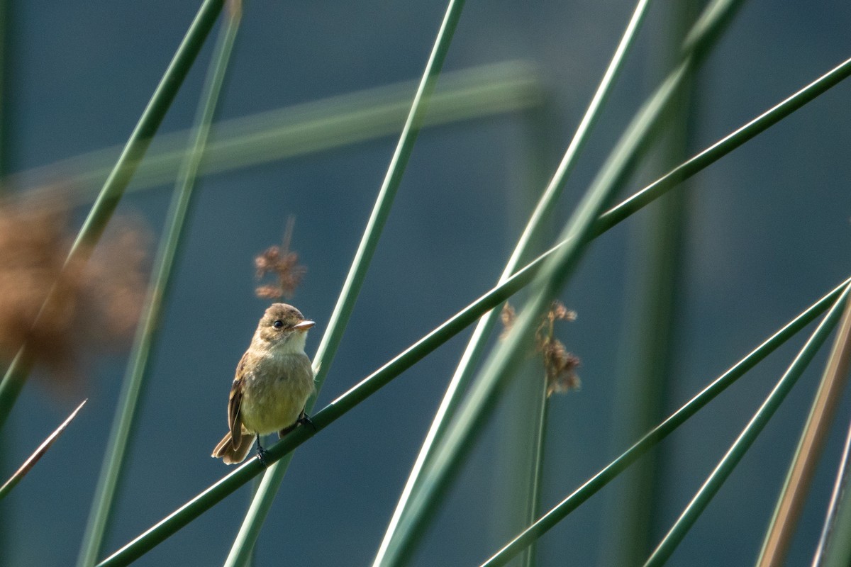 White-throated Flycatcher - ML643648233