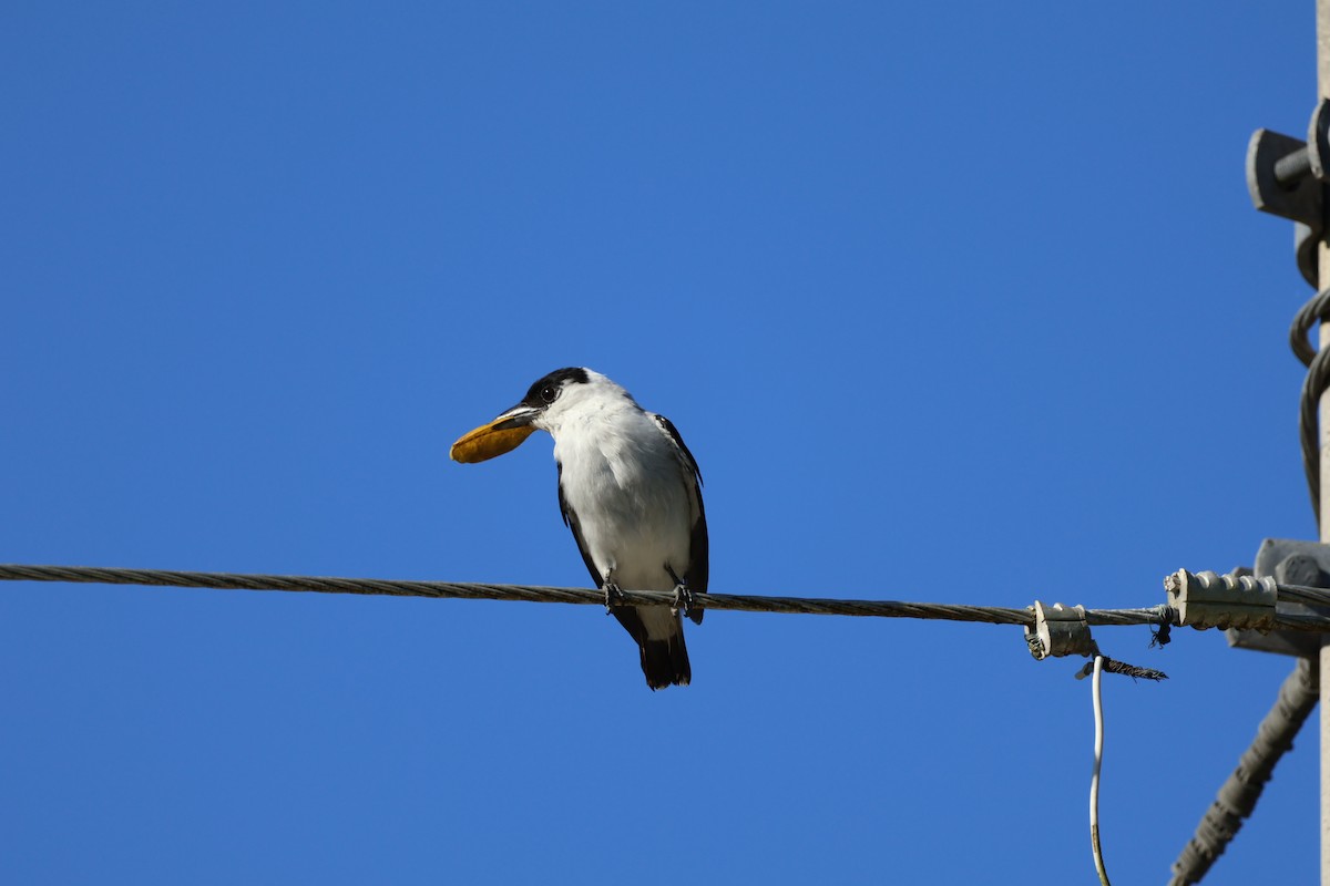 Black-crowned Tityra - ML643648244