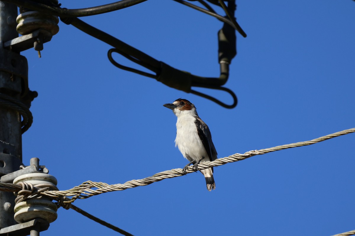 Black-crowned Tityra - ML643648245