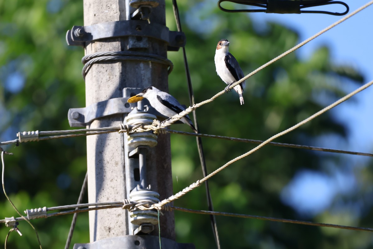 Black-crowned Tityra - ML643648246