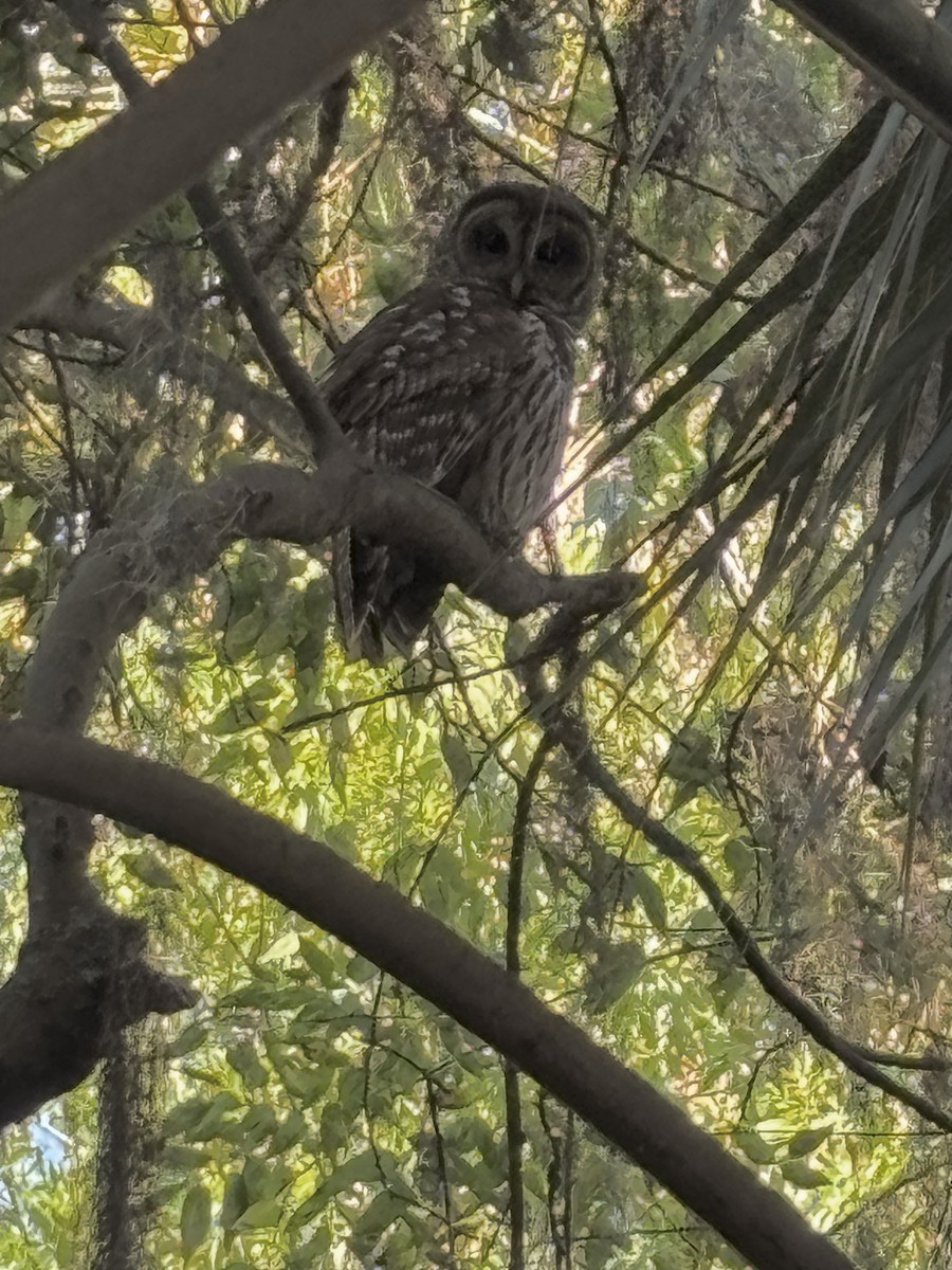 Barred Owl - ML643648248
