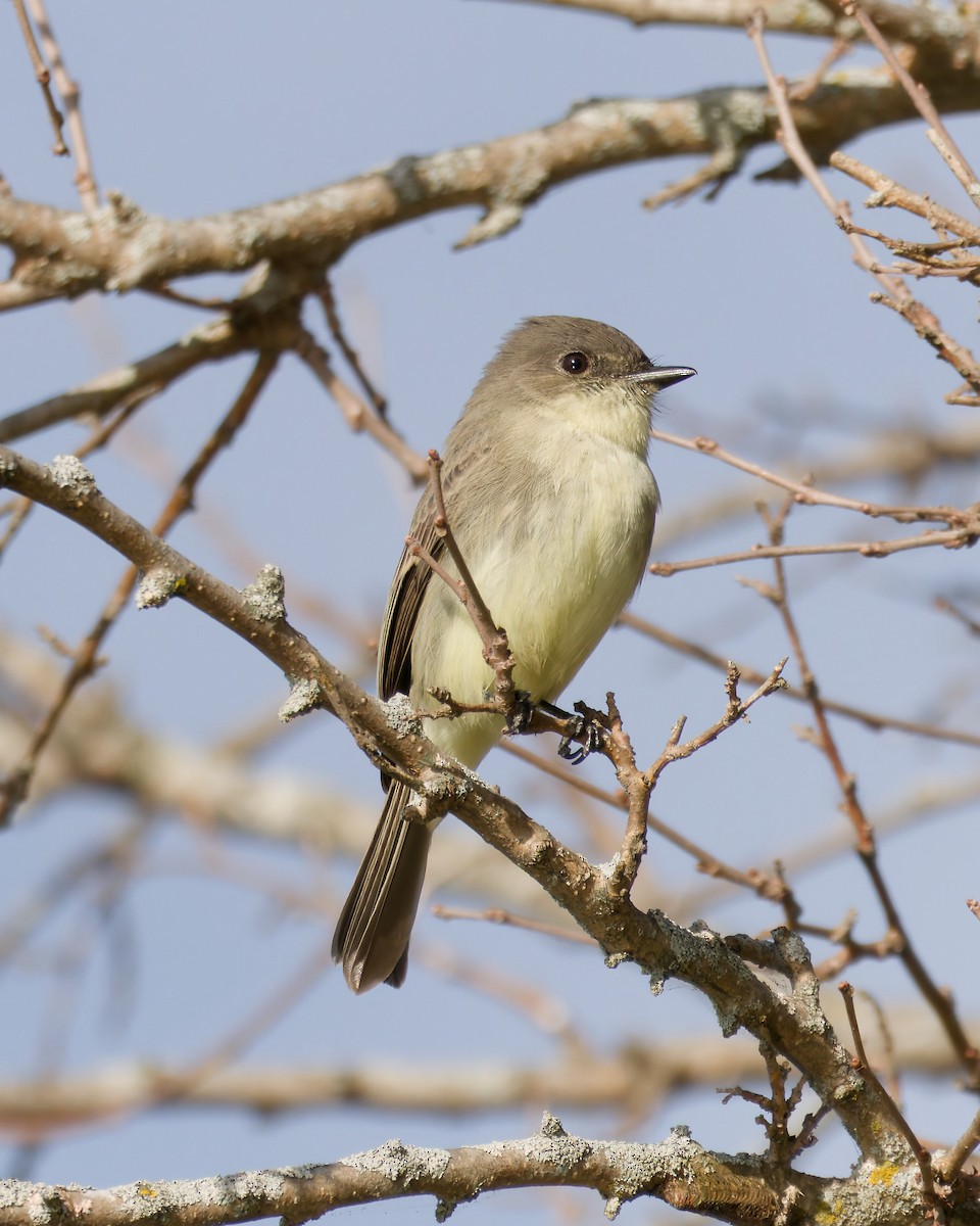 Eastern Phoebe - ML643648250