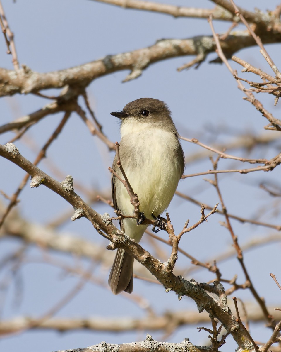 Eastern Phoebe - ML643648251