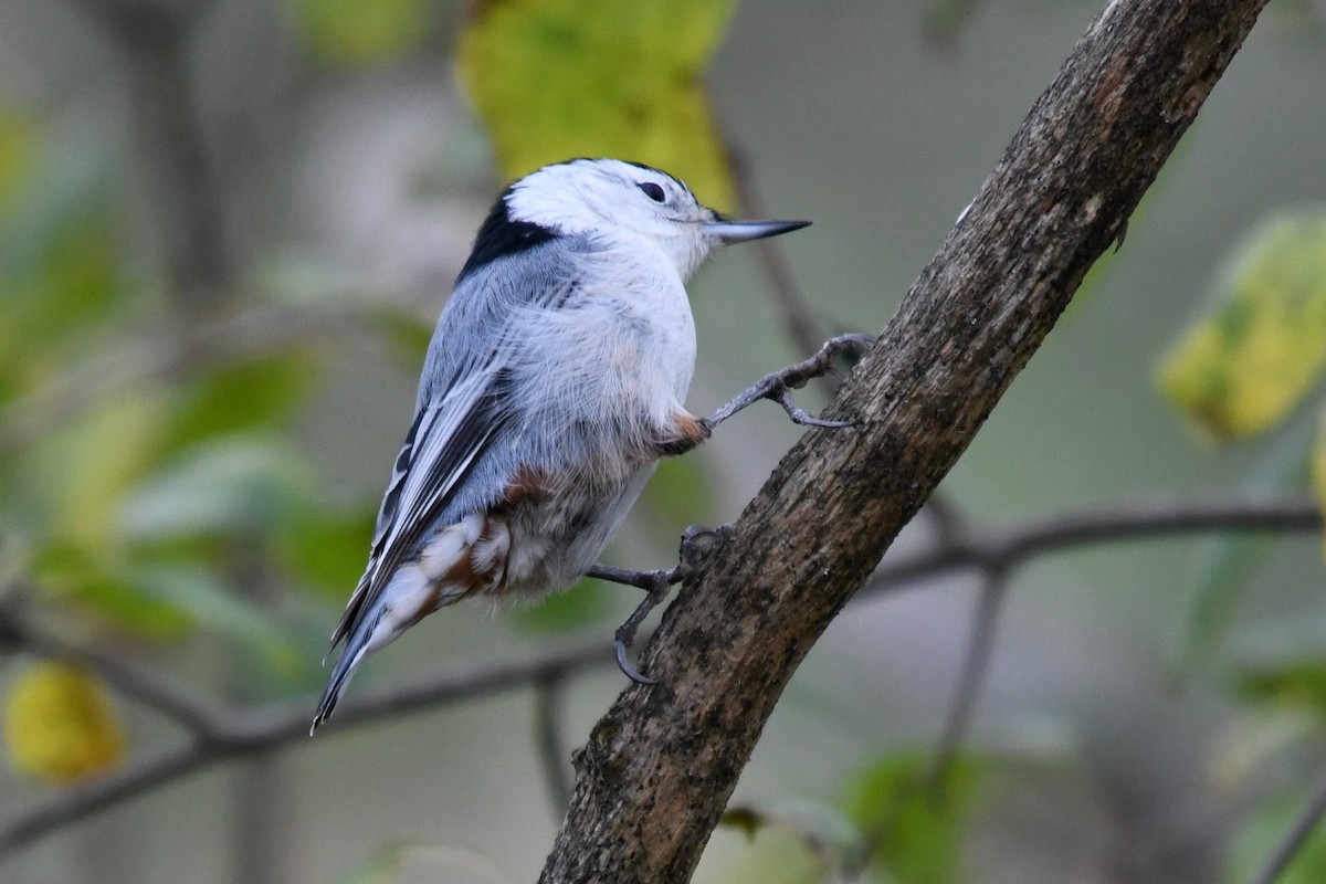 White-breasted Nuthatch (Eastern) - ML643648253