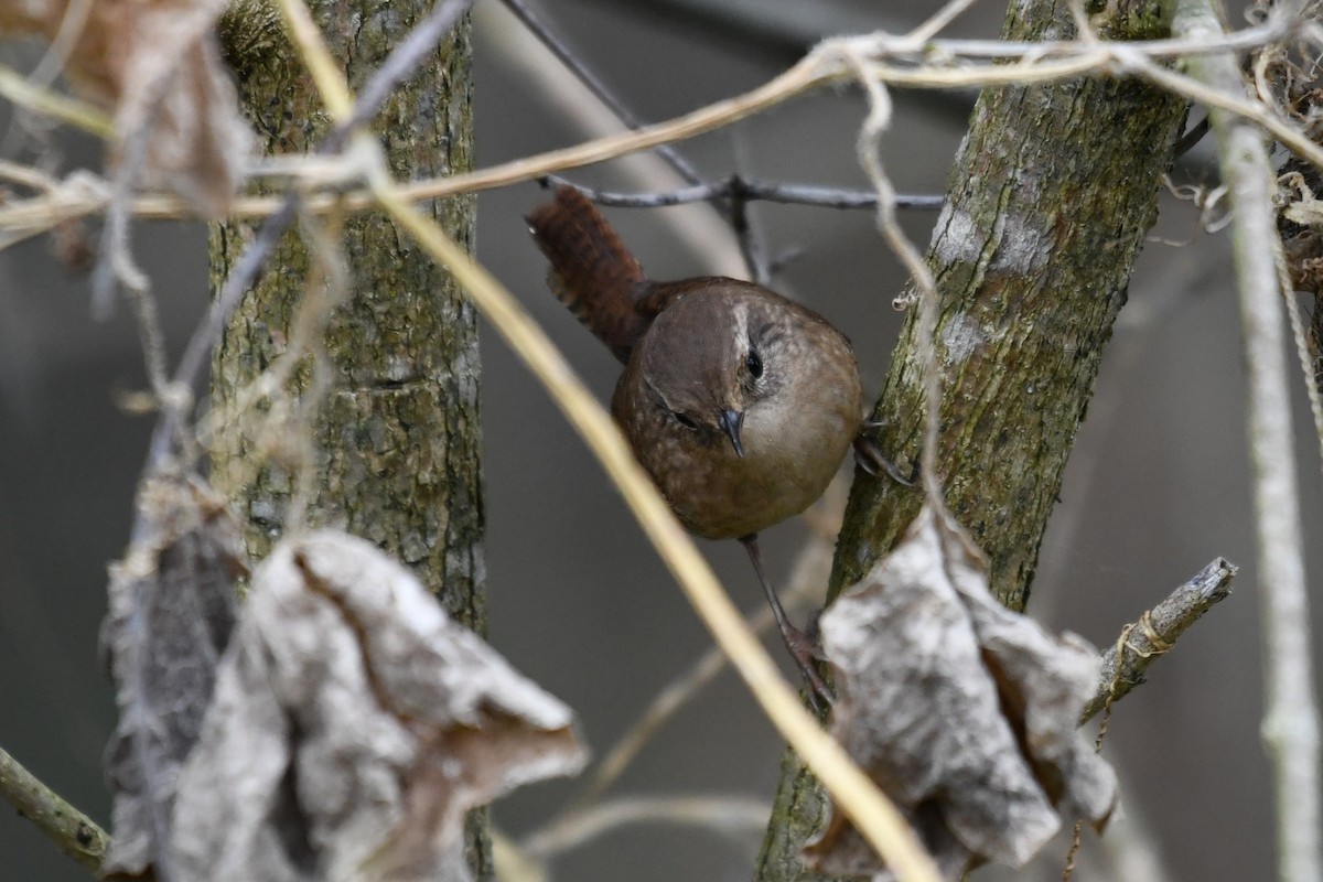 Winter Wren - ML643648275