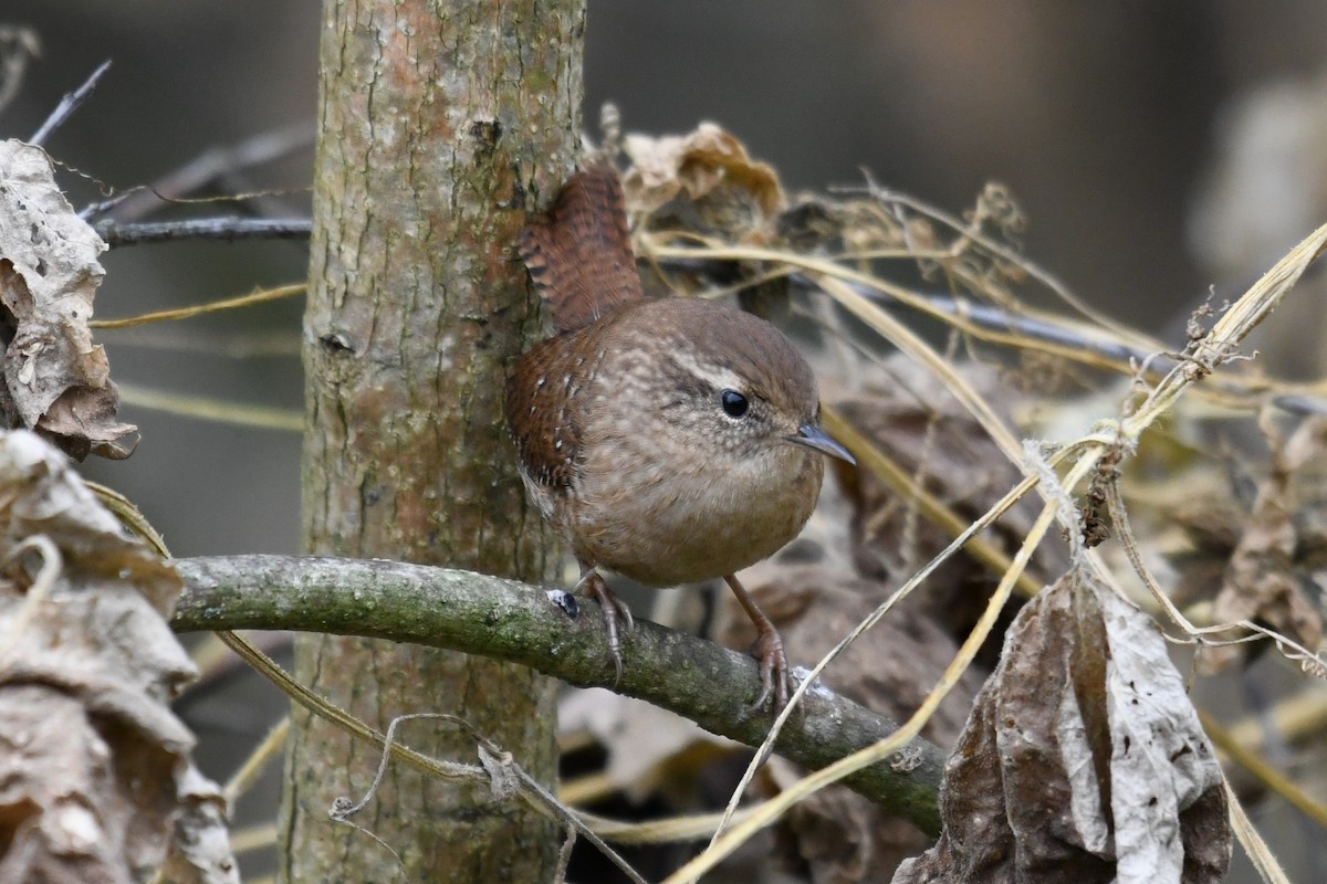Winter Wren - ML643648276