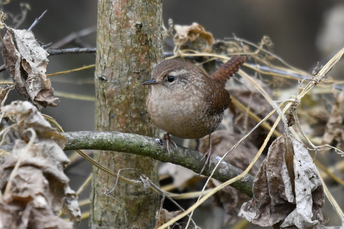 Winter Wren - ML643648277