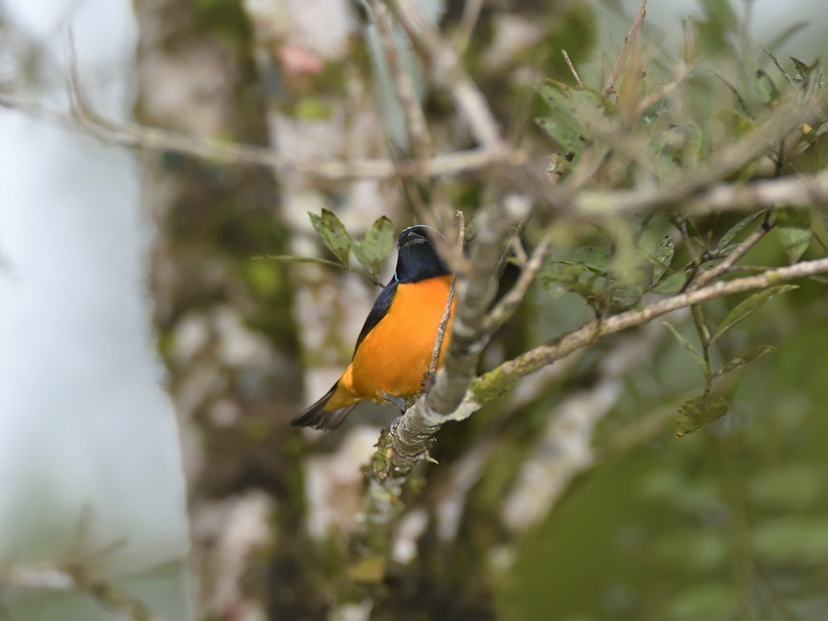 Golden-rumped Euphonia - ML643648278