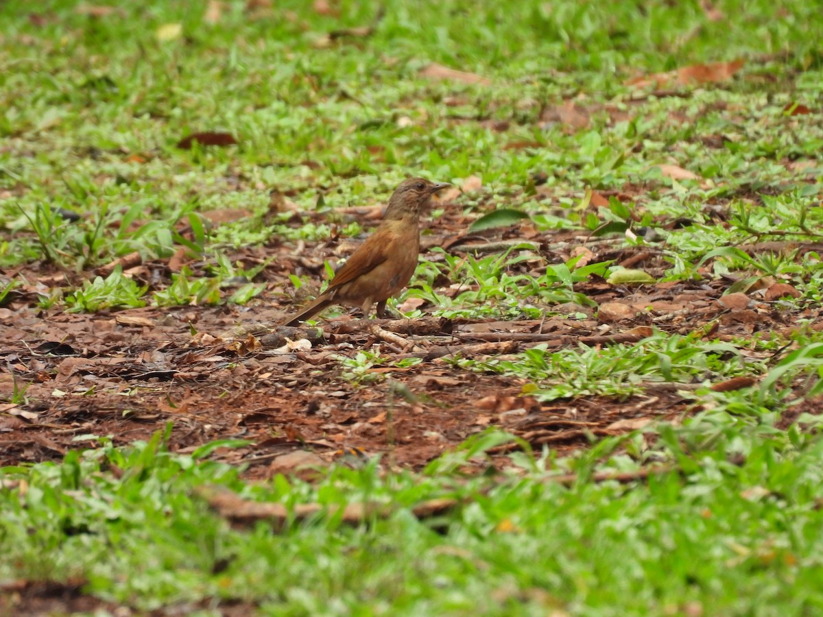Pale-breasted Thrush - ML643648279