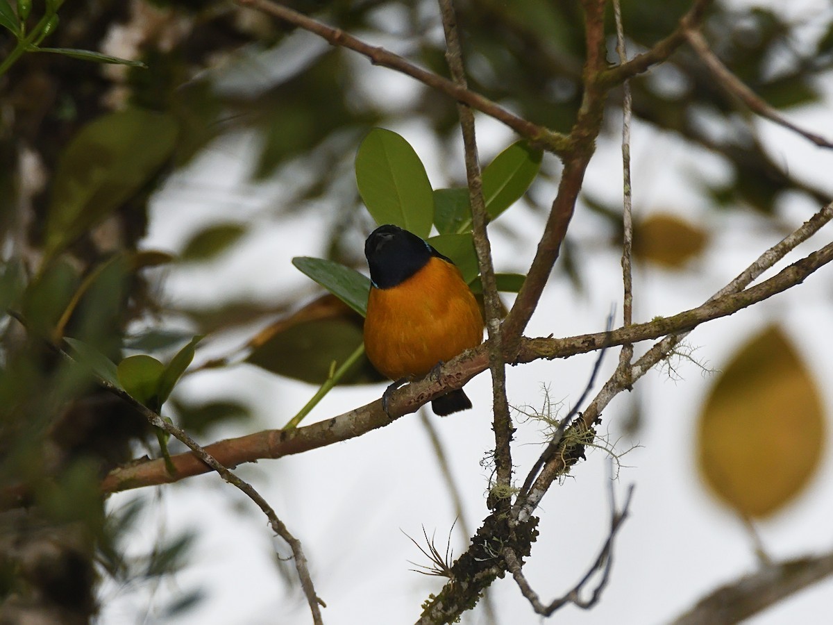 Golden-rumped Euphonia - ML643648282