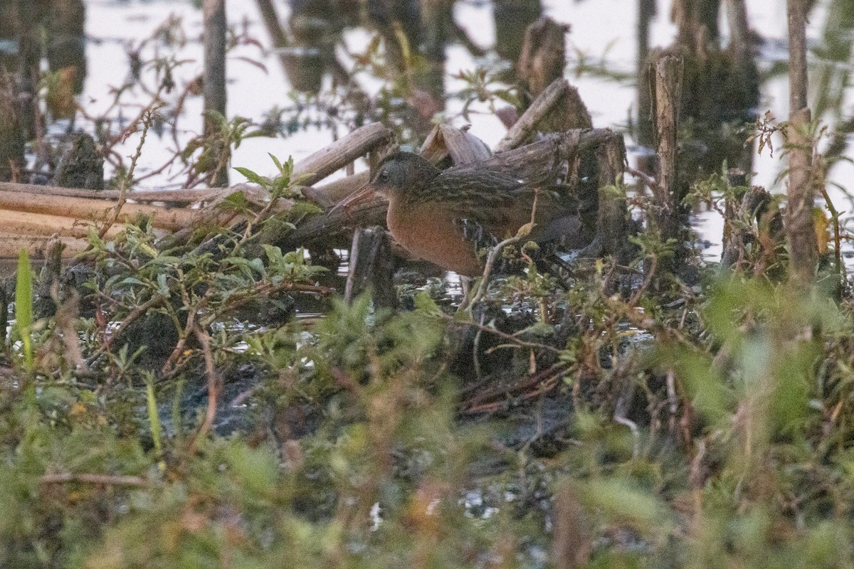 Virginia Rail - ML643648286
