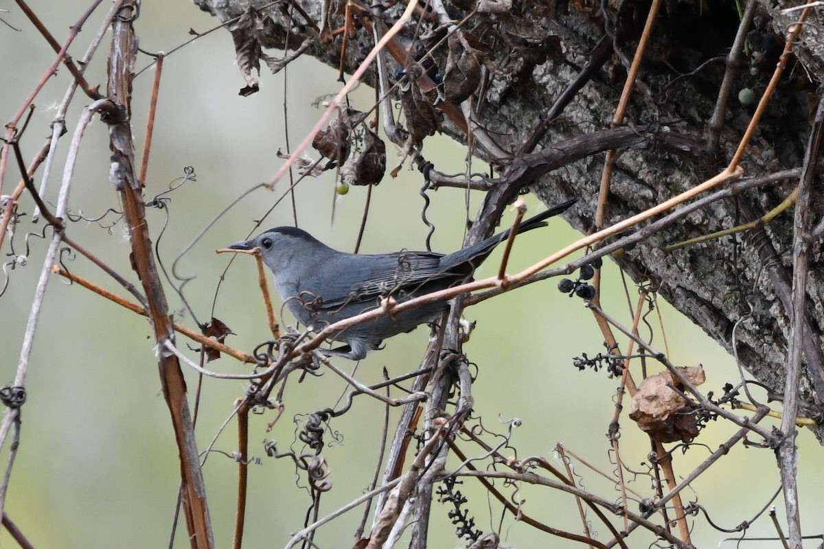 Gray Catbird - ML643648304
