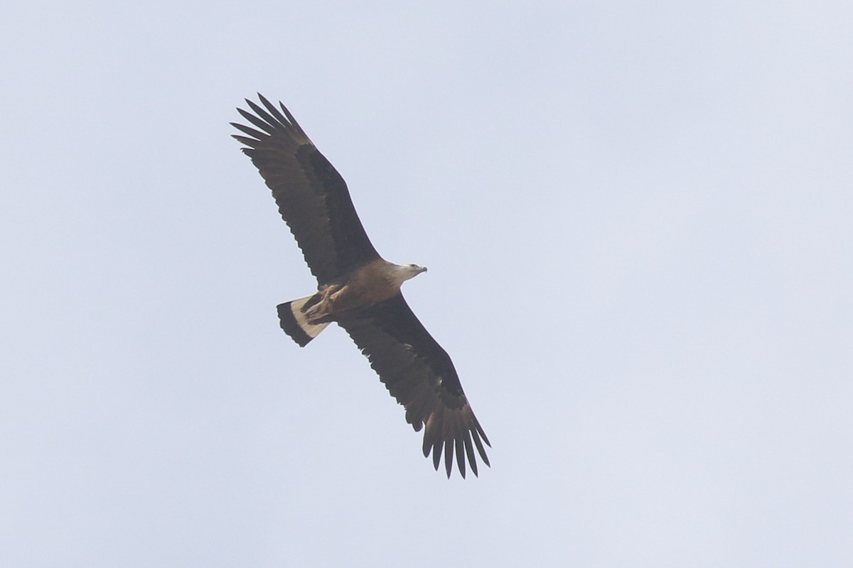 Pallas's Fish-Eagle - ML643648311