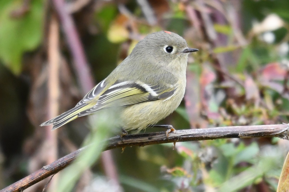 Ruby-crowned Kinglet - ML643648312