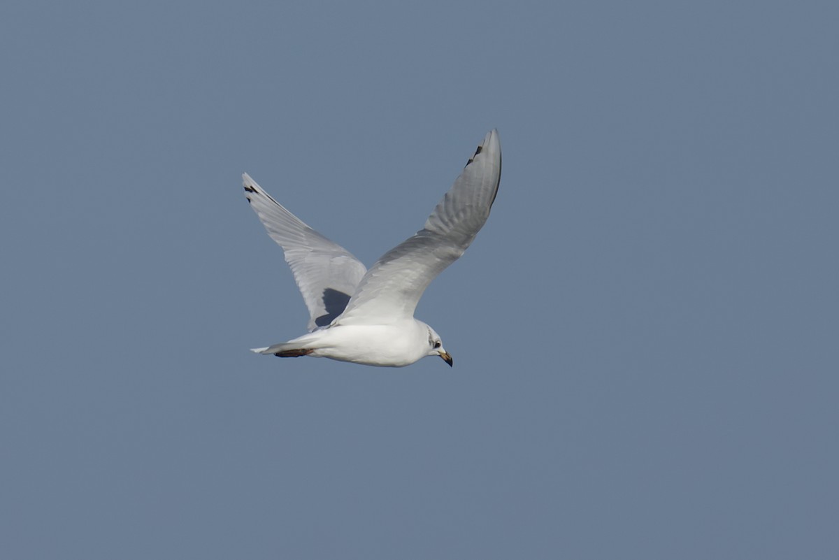 Mediterranean Gull - ML643648313