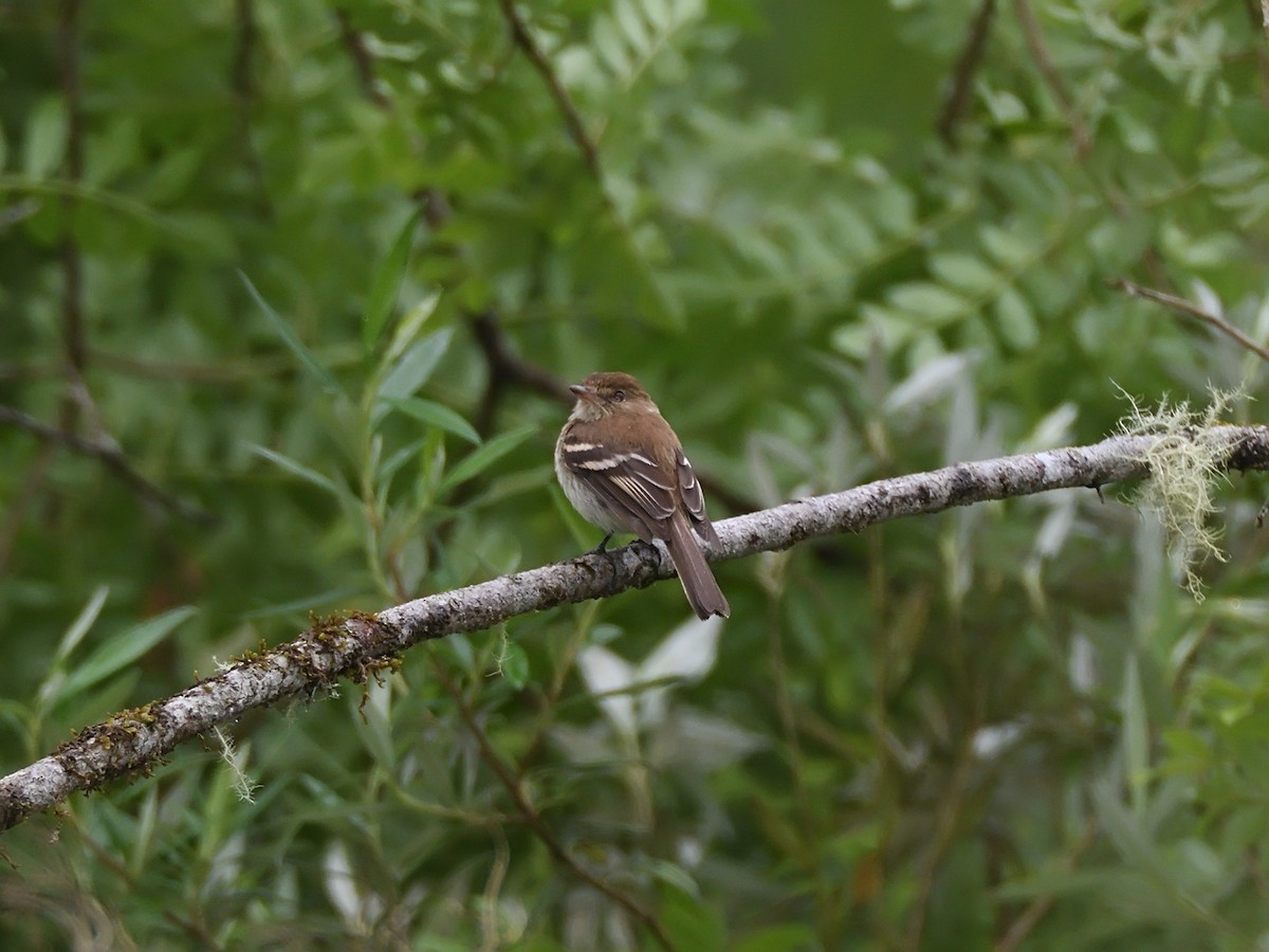 Bran-colored Flycatcher - ML643648317