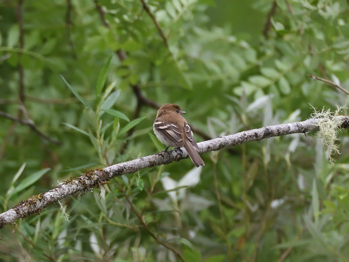 Bran-colored Flycatcher - ML643648318