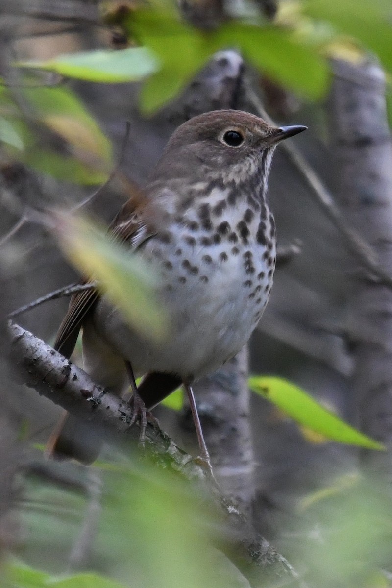 Hermit Thrush - ML643648322