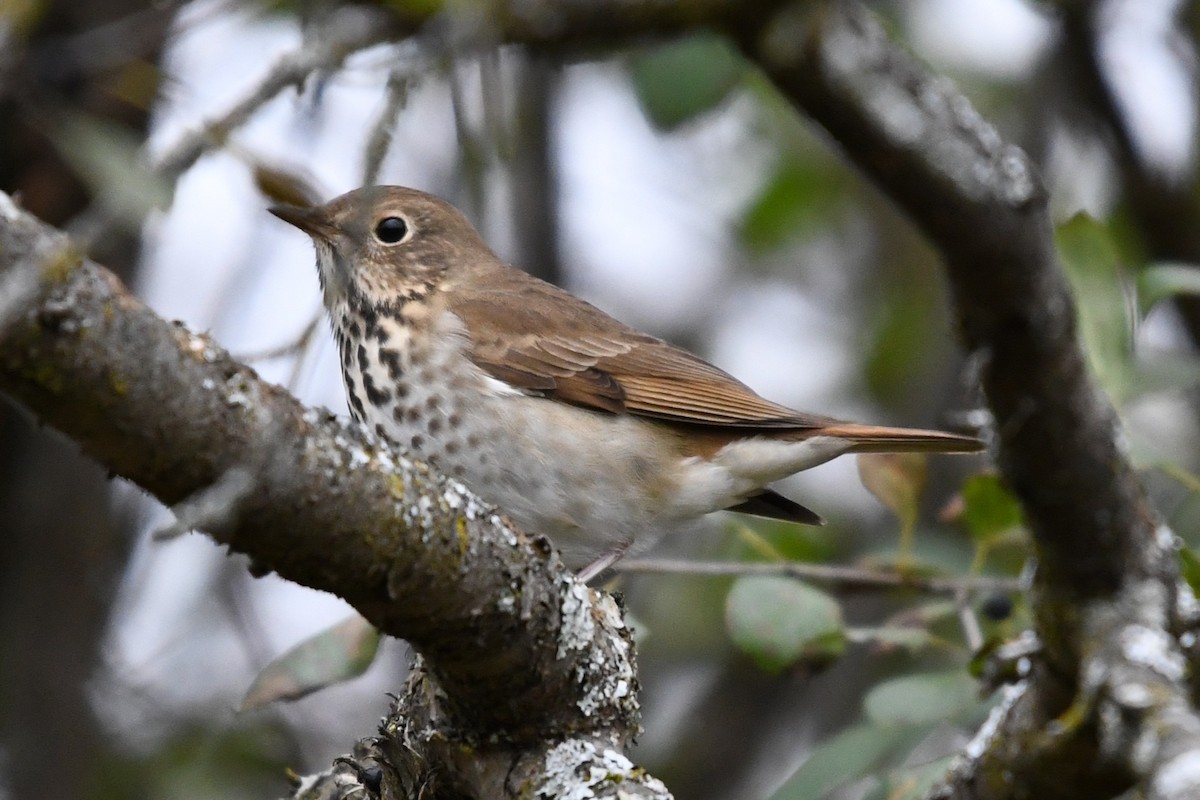 Hermit Thrush - ML643648323