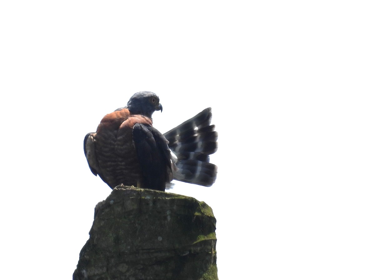 Double-toothed Kite - ML643648324