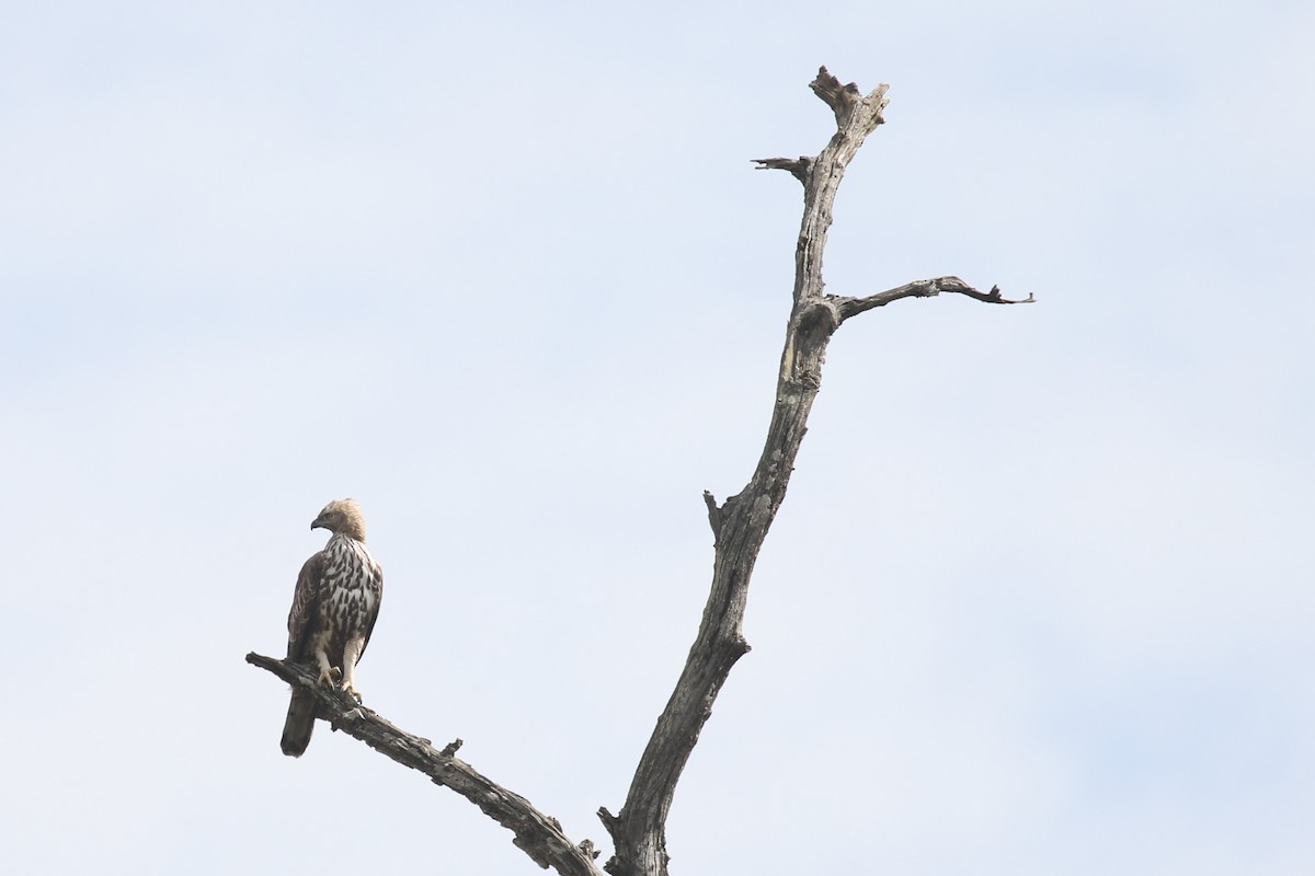 Changeable Hawk-Eagle - ML643648325