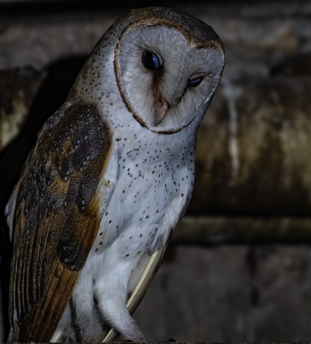 Eastern Barn Owl - ML643648333