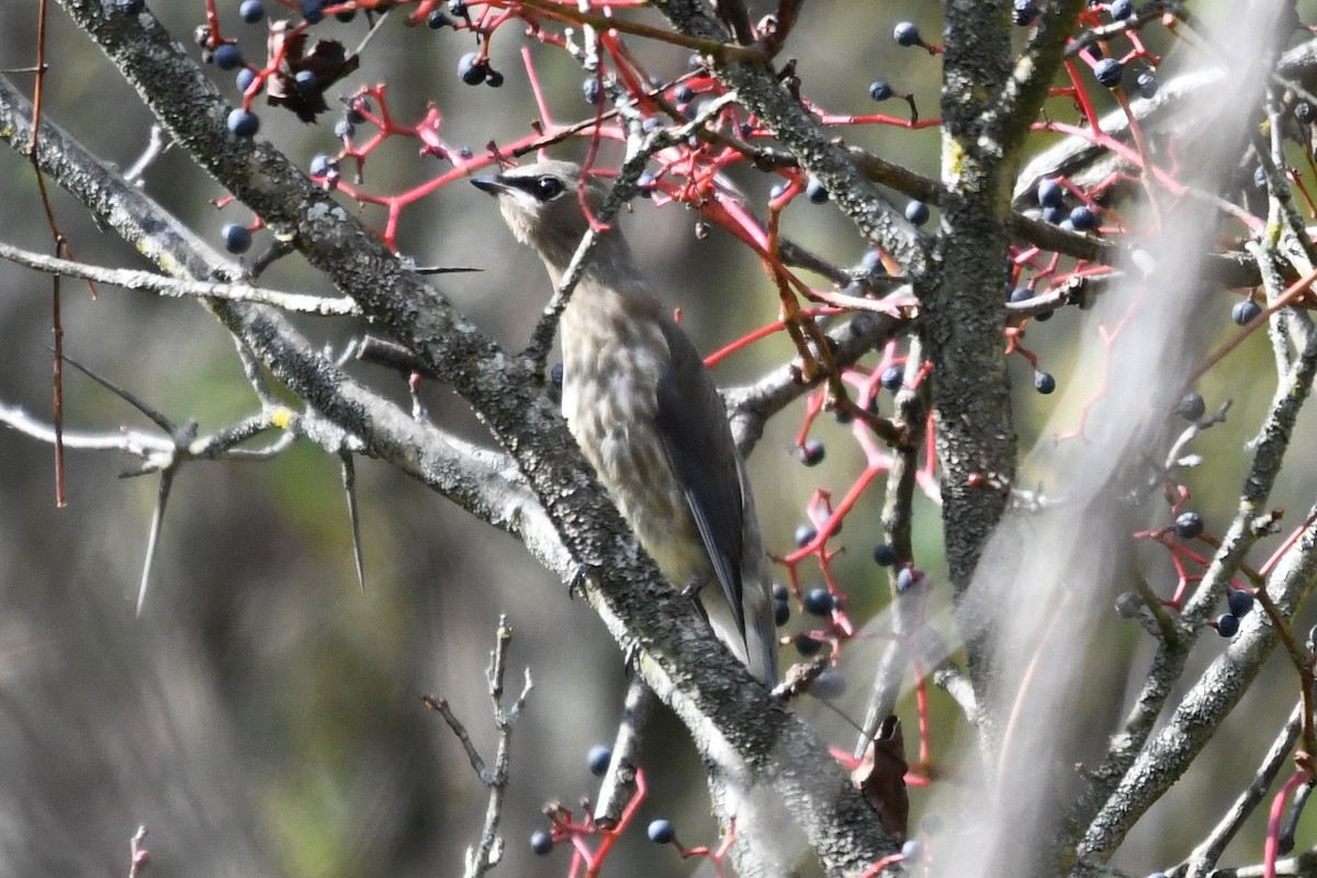 Cedar Waxwing - ML643648338