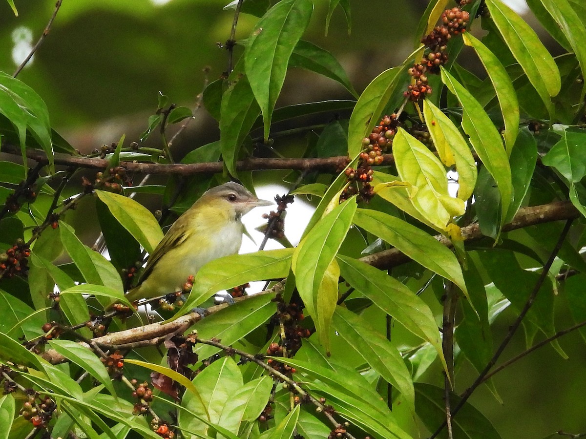 Yellow-green Vireo - ML643648343