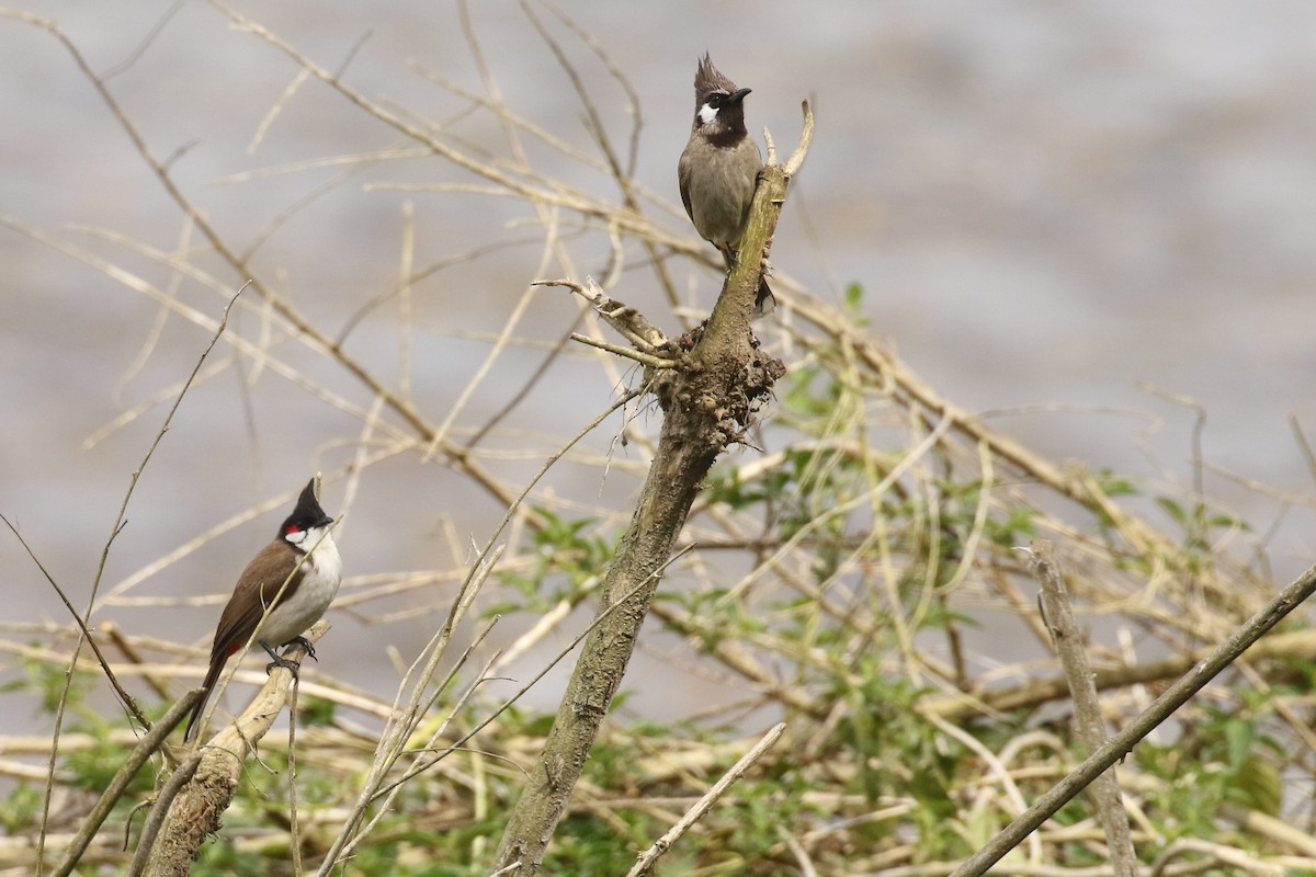 Red-whiskered Bulbul - ML643648344