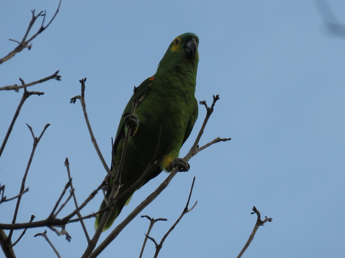 Amazona Frentiazul - ML643648355