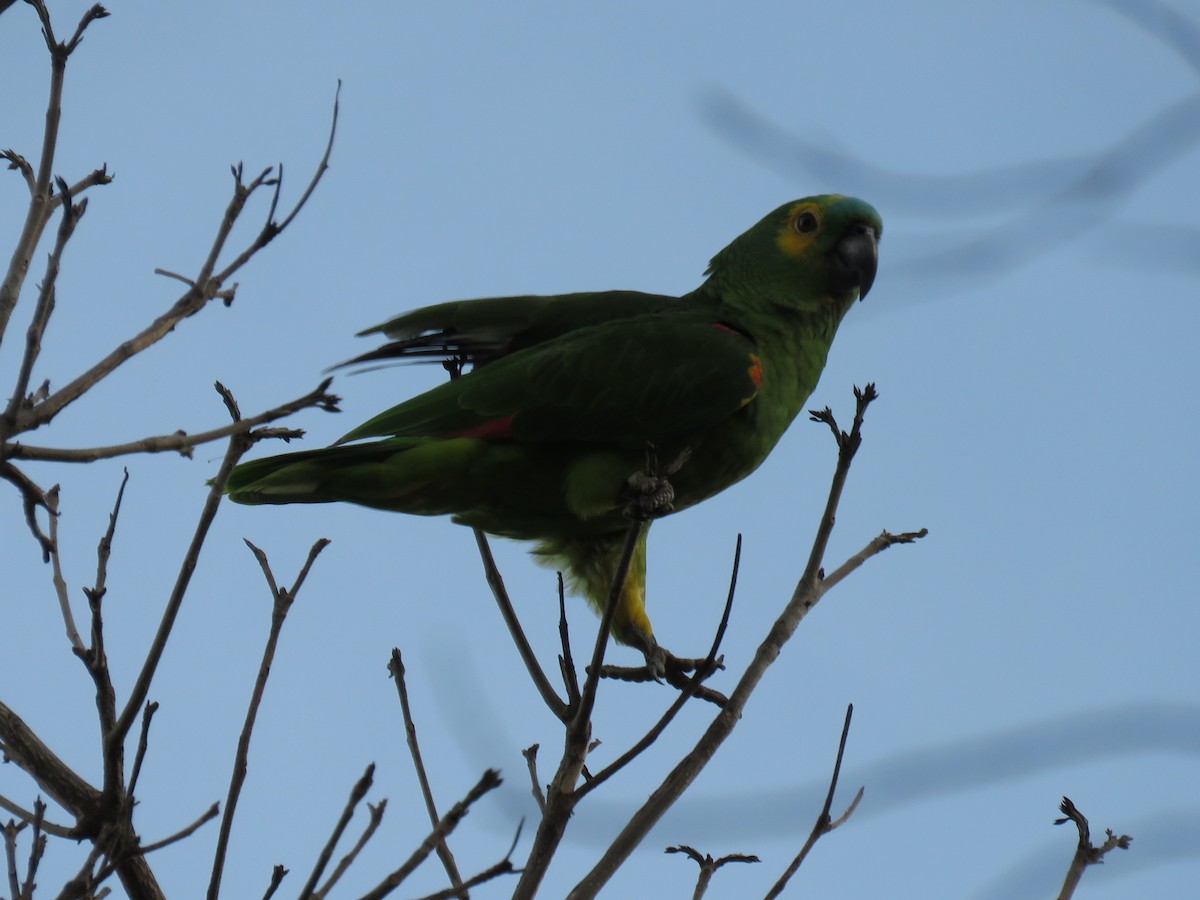Amazona Frentiazul - ML643648356