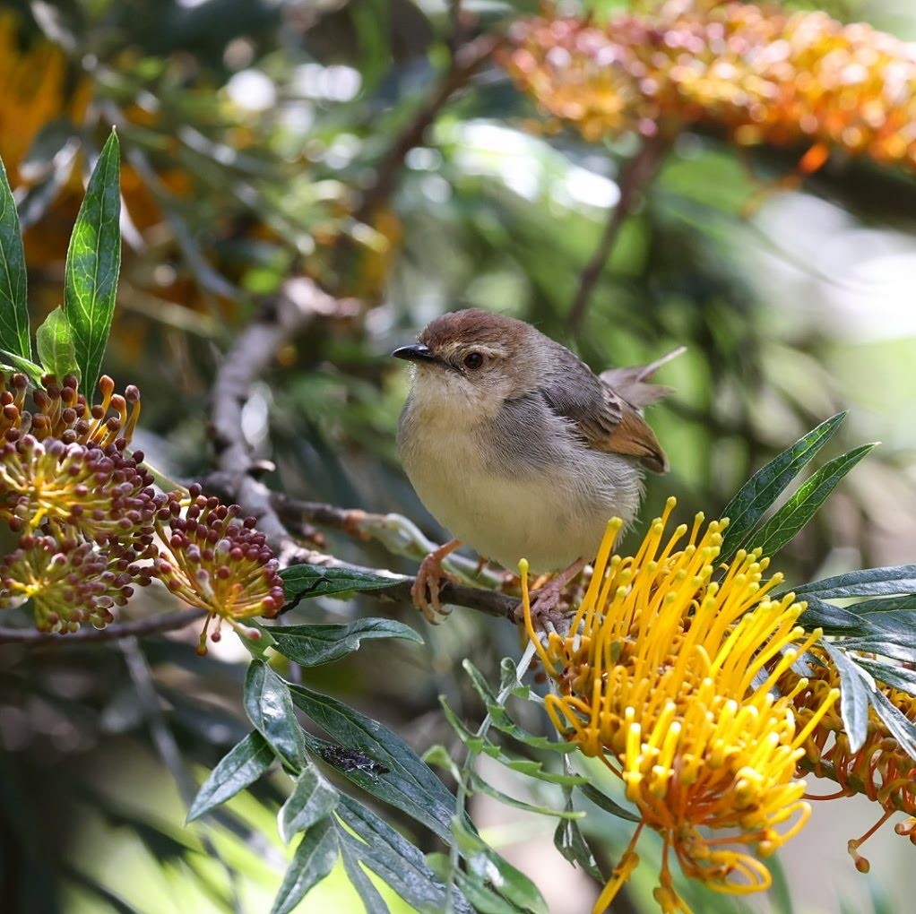 Singing Cisticola - ML643648357