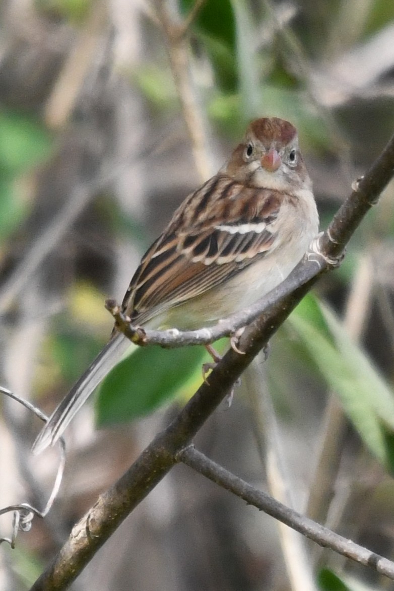 Field Sparrow - ML643648359