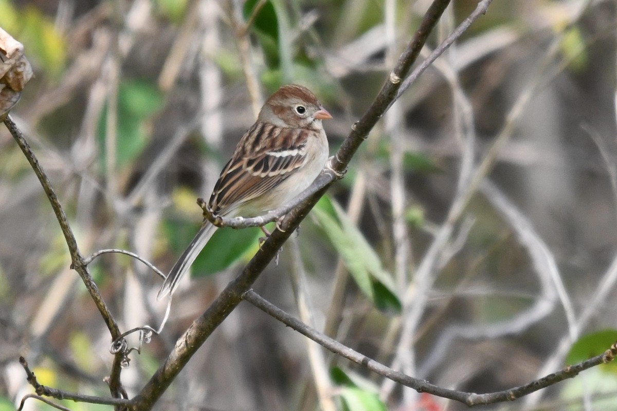 Field Sparrow - ML643648360