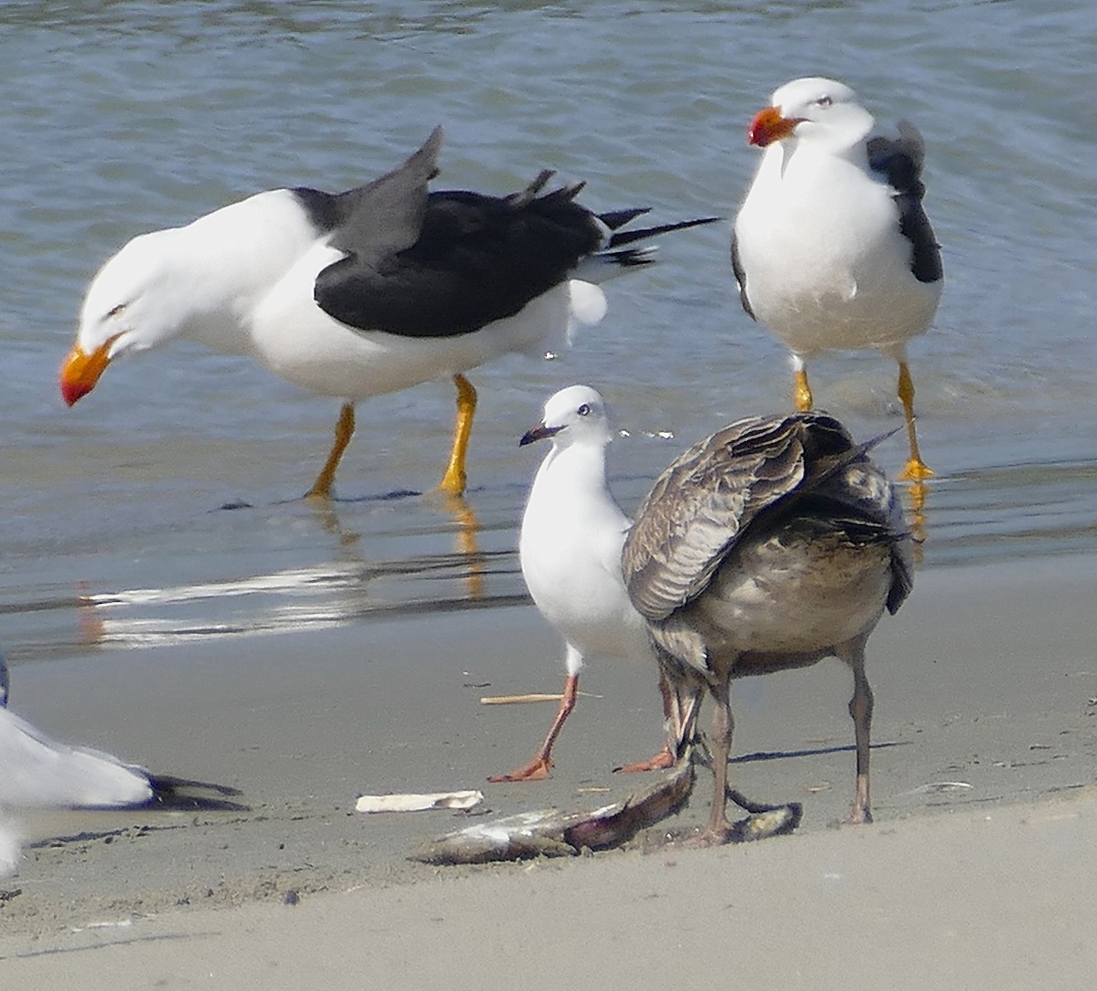Pacific Gull - ML643648384