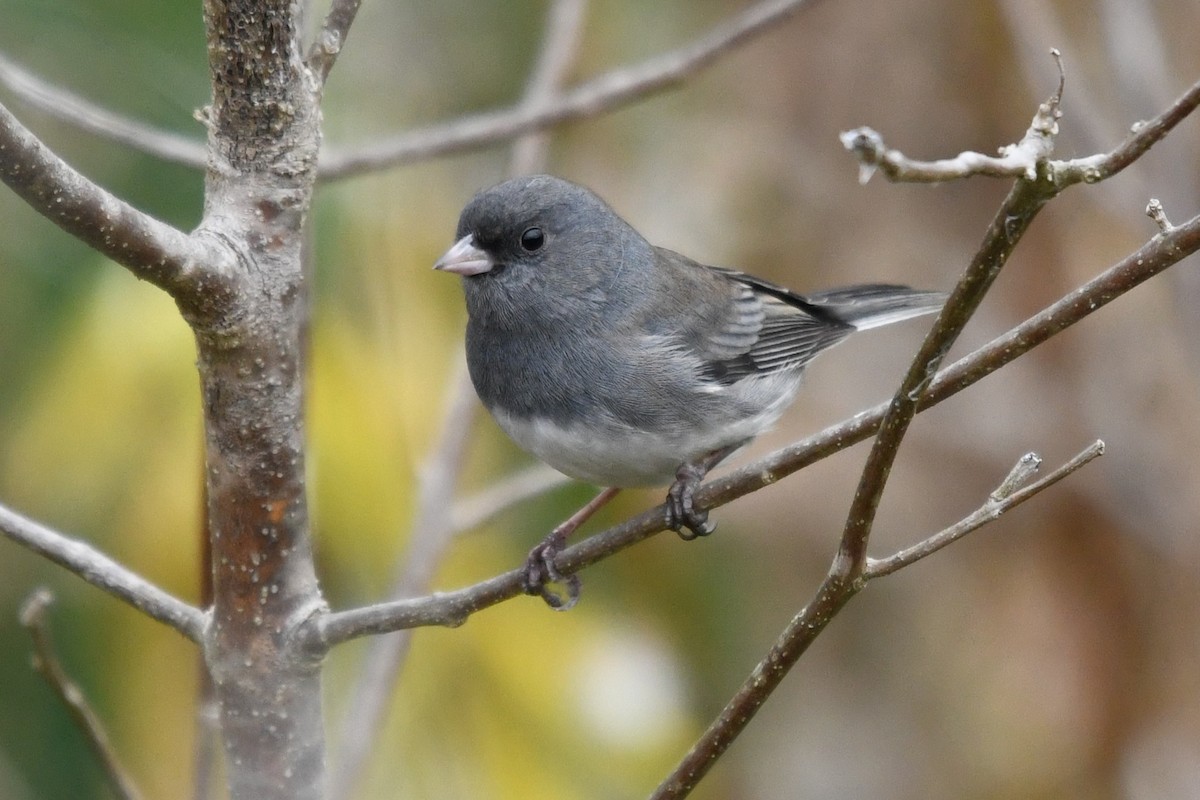 Dark-eyed Junco (Slate-colored) - ML643648403