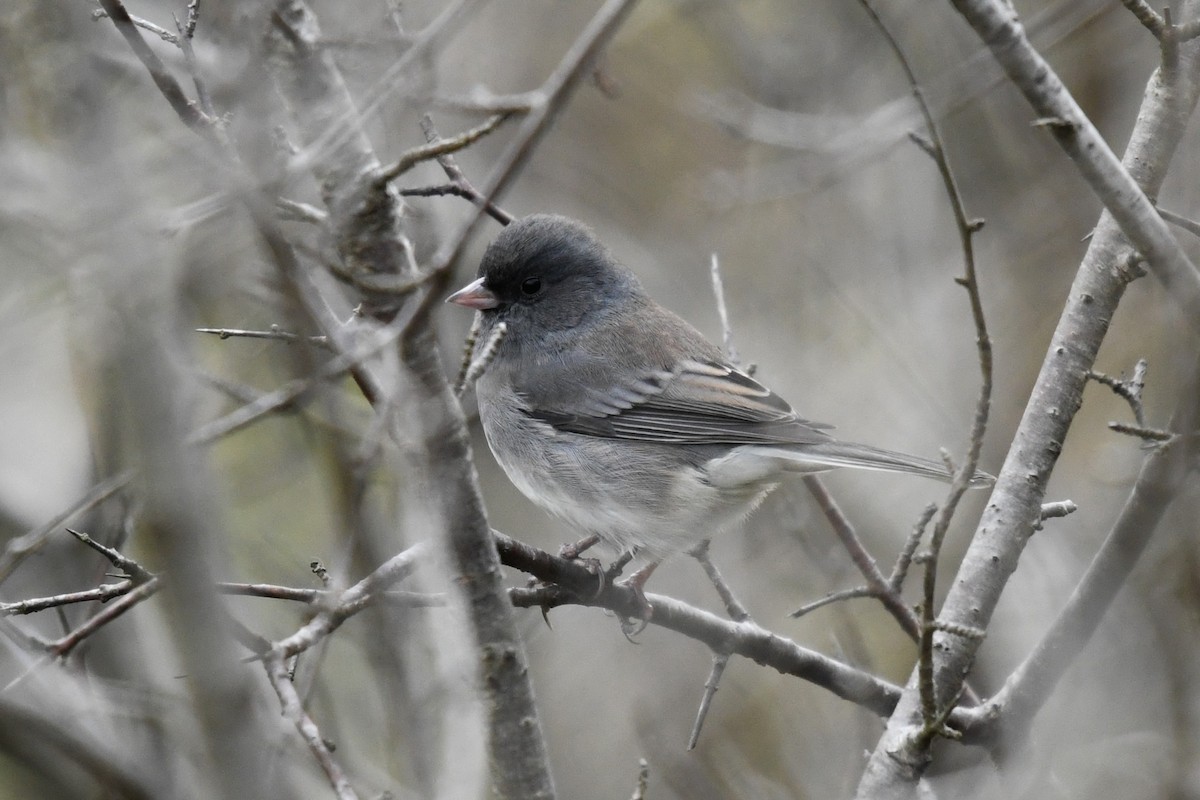 Dark-eyed Junco (Slate-colored) - ML643648404