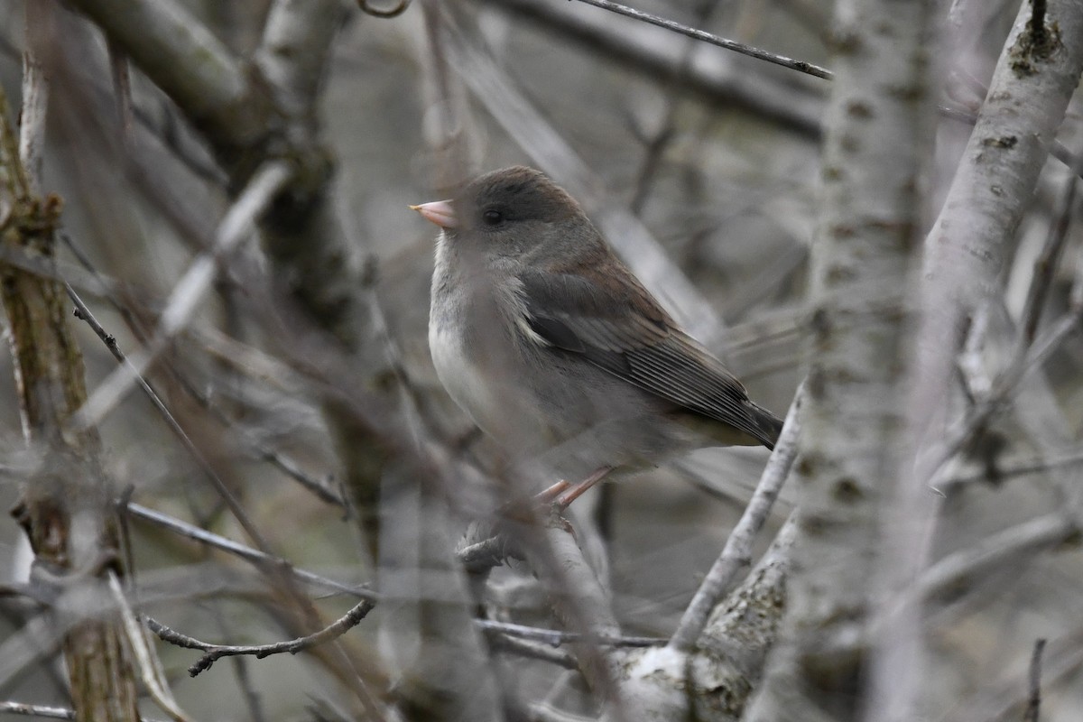 Dark-eyed Junco (Slate-colored) - ML643648405