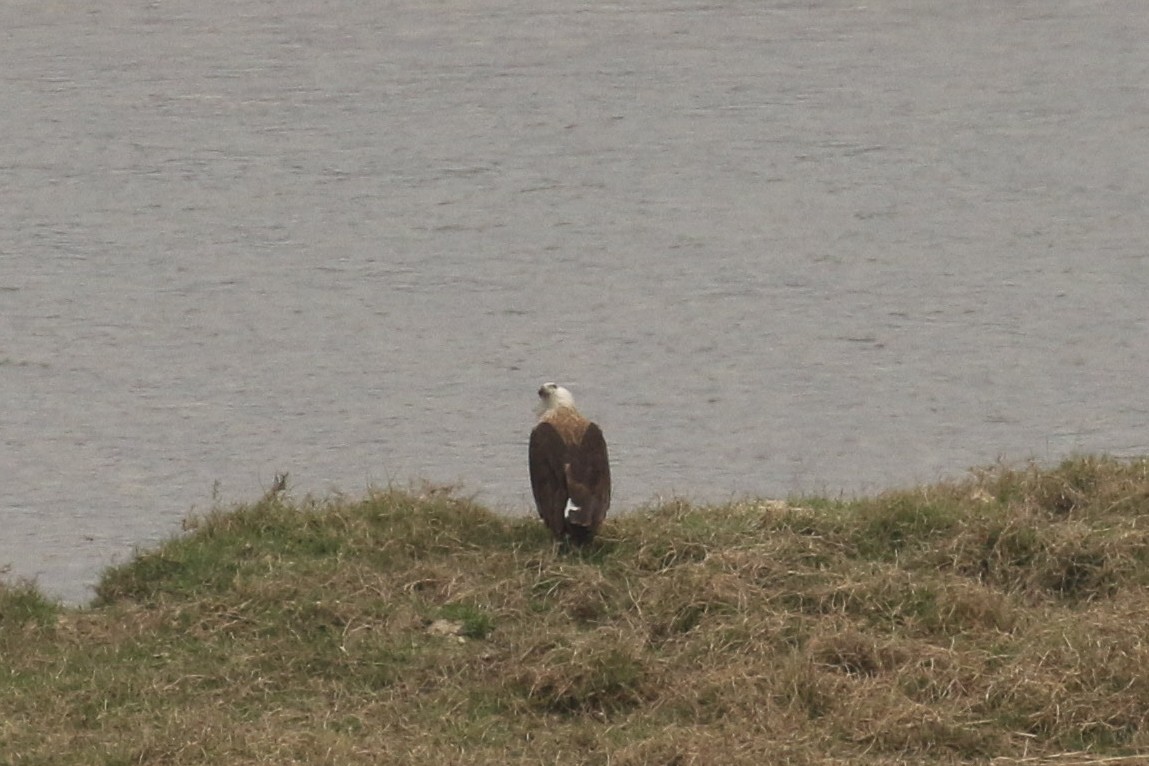 Pallas's Fish-Eagle - ML643648417