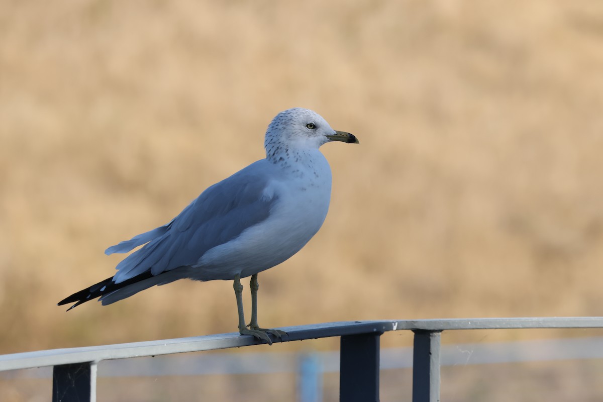 Ring-billed Gull - ML643648426
