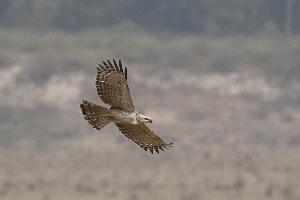 Changeable Hawk-Eagle - ML643648431