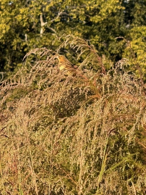 Bobolink - ML643648447