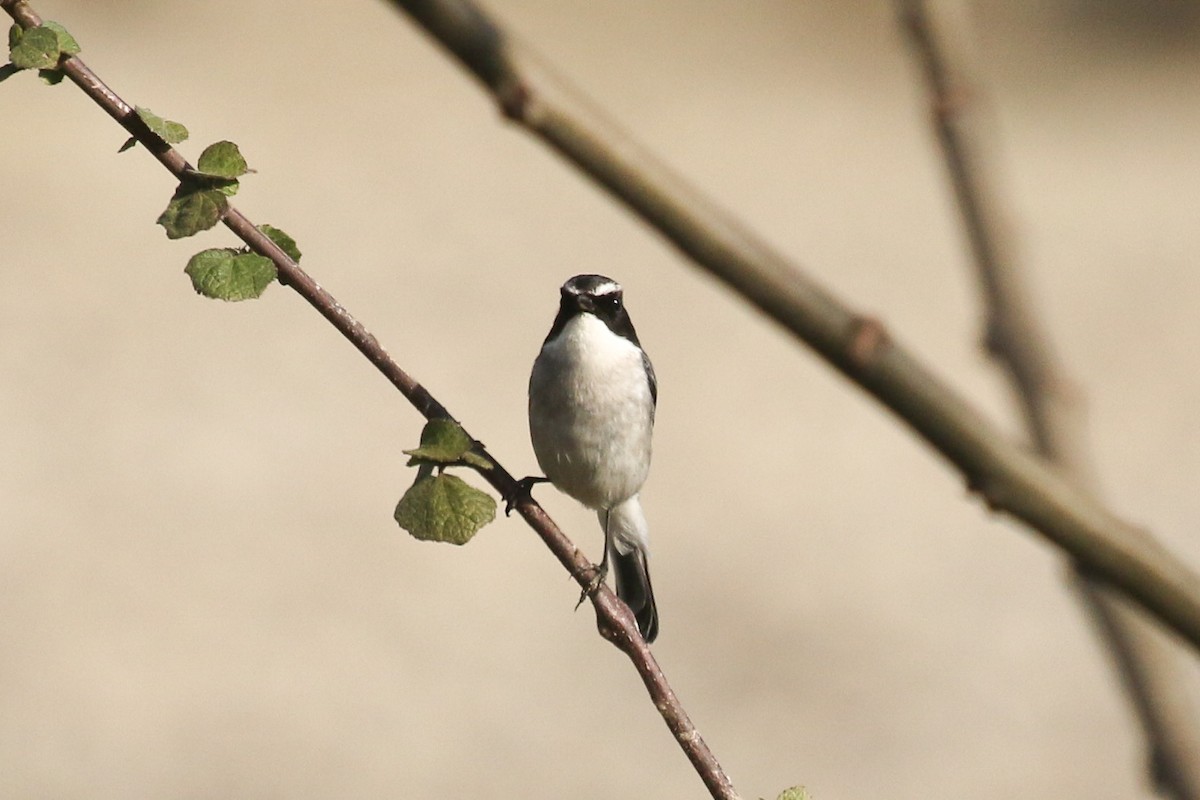 Gray Bushchat - ML643648451
