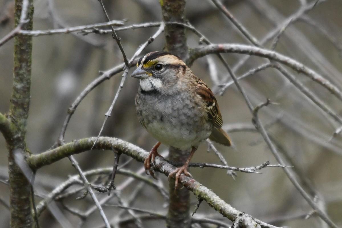 White-throated Sparrow - ML643648454