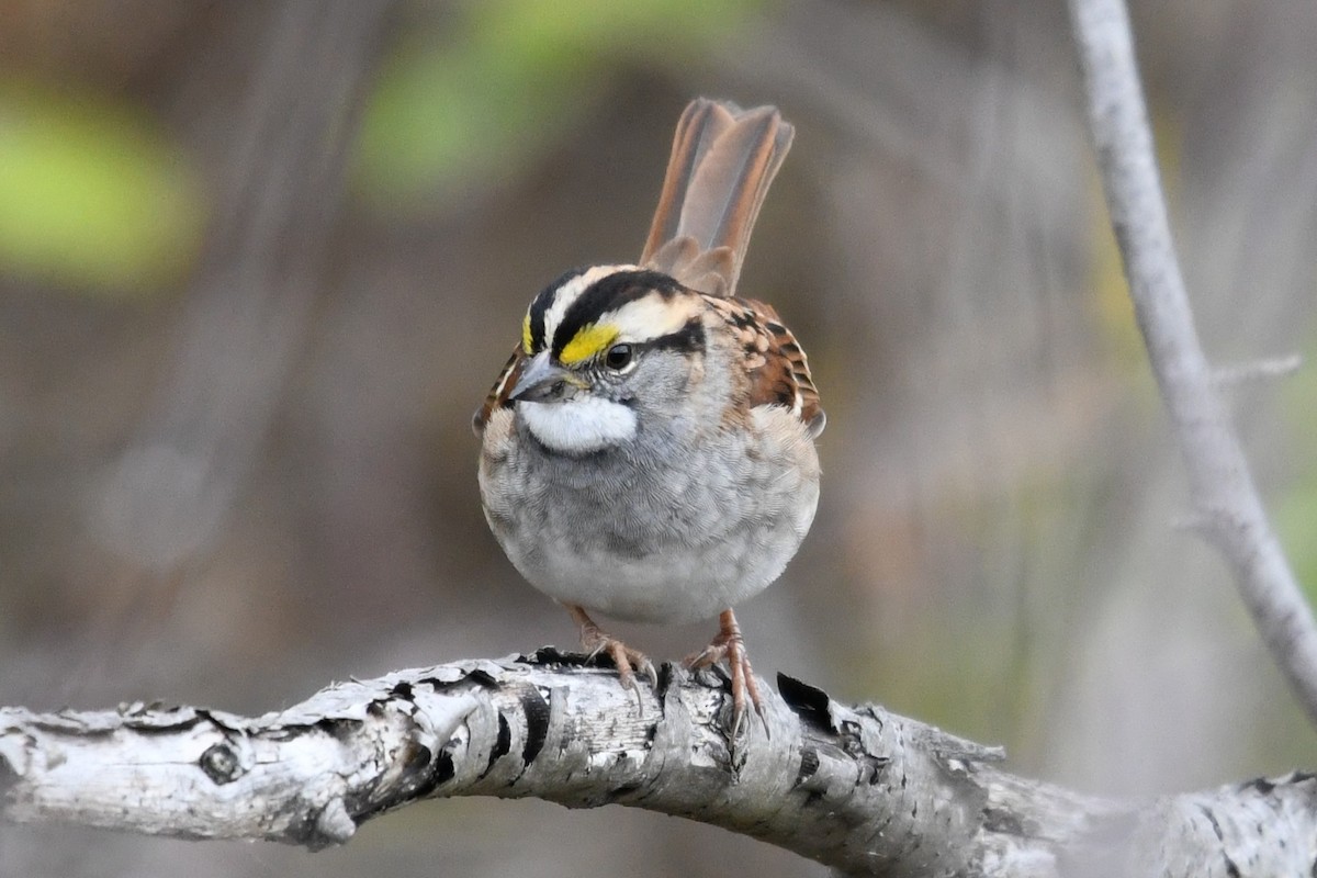 White-throated Sparrow - ML643648455