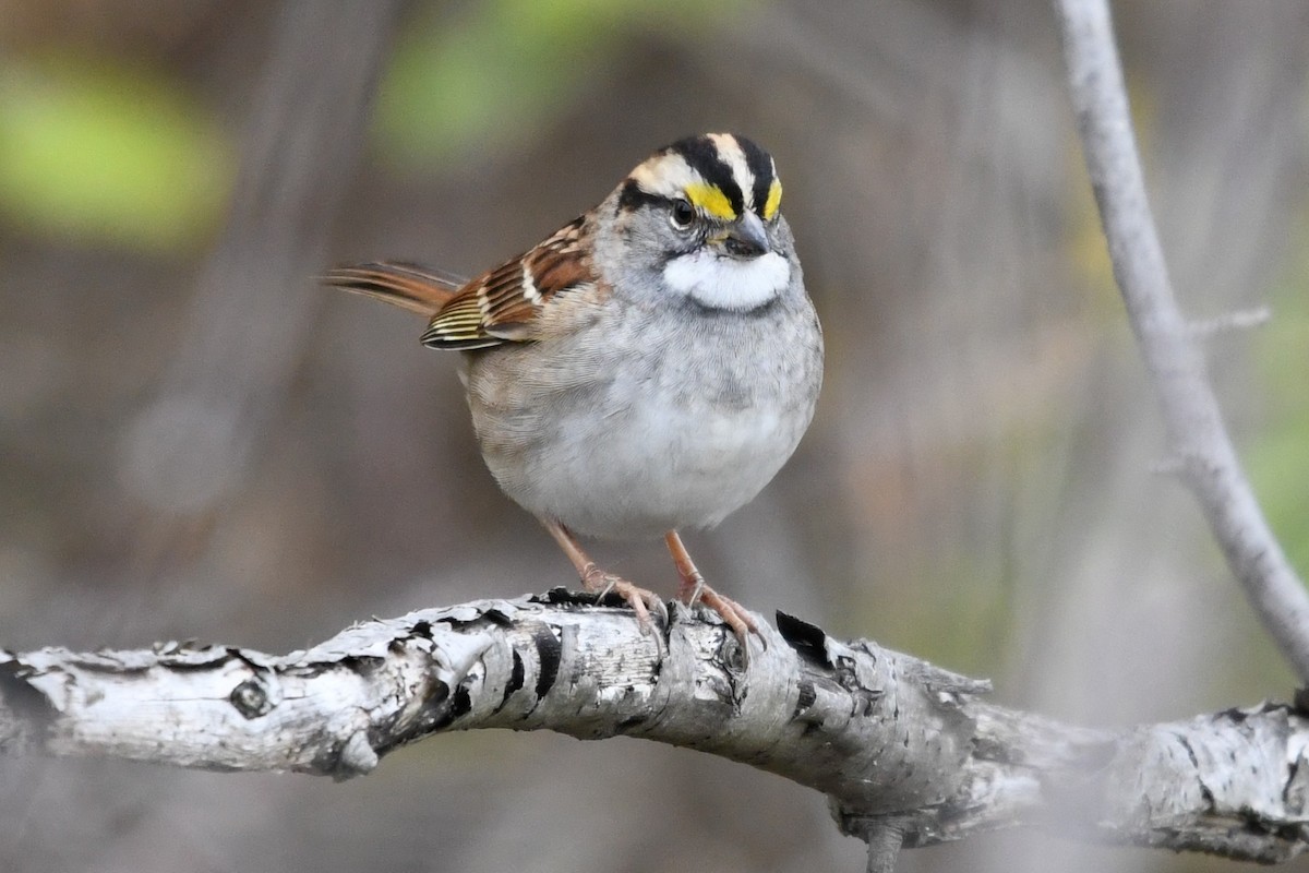 White-throated Sparrow - ML643648456