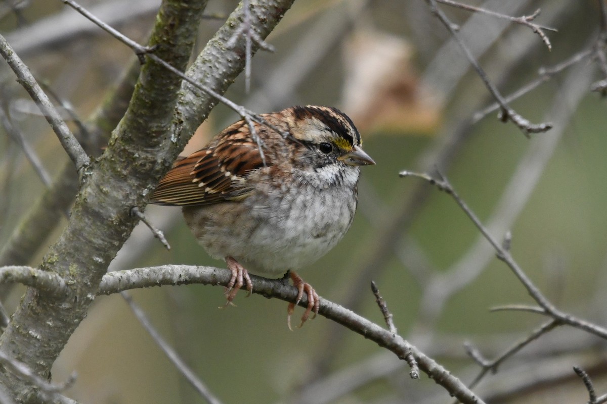 White-throated Sparrow - ML643648457