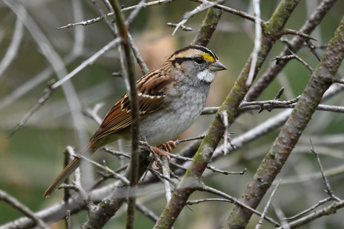 White-throated Sparrow - ML643648458
