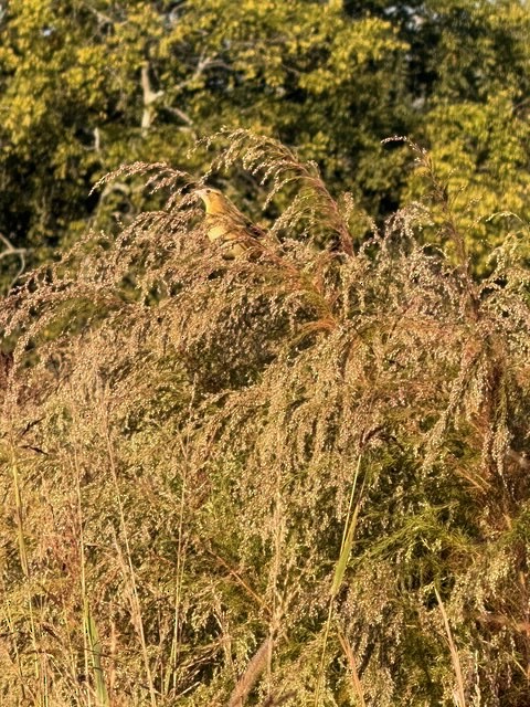 Bobolink - ML643648462