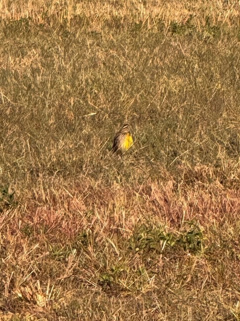 Eastern Meadowlark - ML643648465
